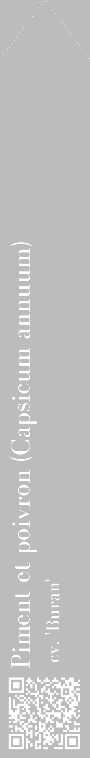 Étiquette de : Capsicum annuum cv. 'Buran' - format c - style blanche1_simple_simplebod avec qrcode et comestibilité - position verticale