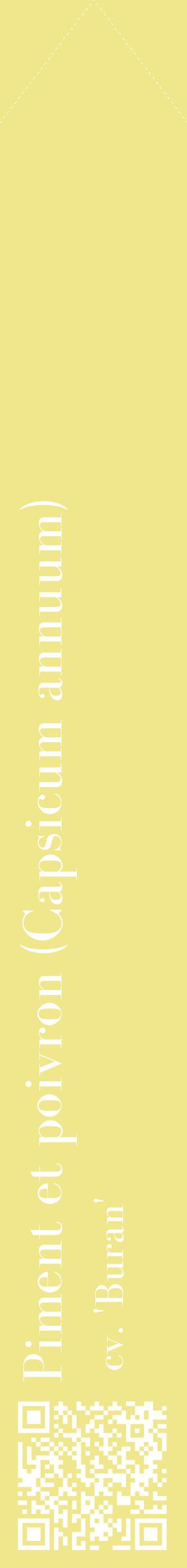 Étiquette de : Capsicum annuum cv. 'Buran' - format c - style blanche20_simplebod avec qrcode et comestibilité