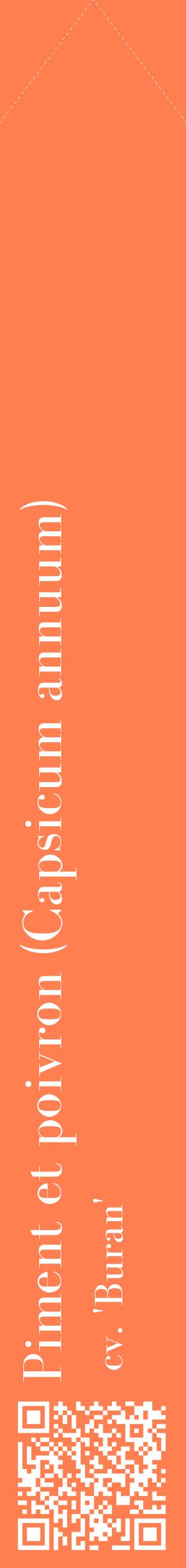 Étiquette de : Capsicum annuum cv. 'Buran' - format c - style blanche24_simplebod avec qrcode et comestibilité