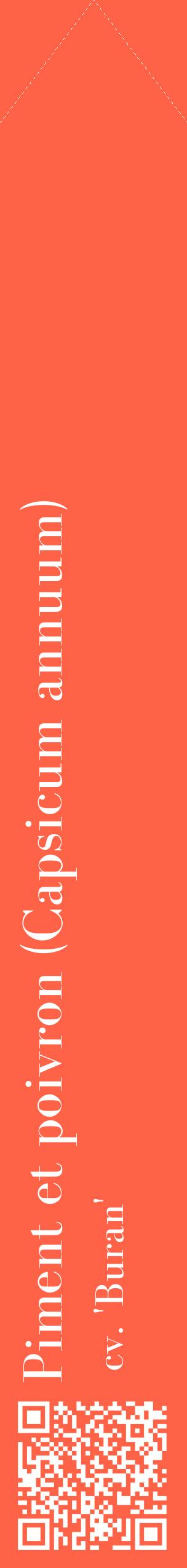 Étiquette de : Capsicum annuum cv. 'Buran' - format c - style blanche25_simplebod avec qrcode et comestibilité