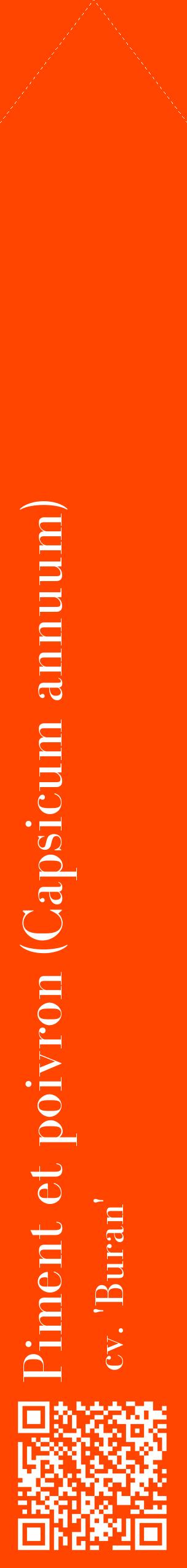Étiquette de : Capsicum annuum cv. 'Buran' - format c - style blanche26_simplebod avec qrcode et comestibilité