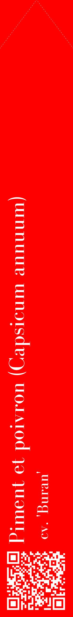 Étiquette de : Capsicum annuum cv. 'Buran' - format c - style blanche27_simplebod avec qrcode et comestibilité