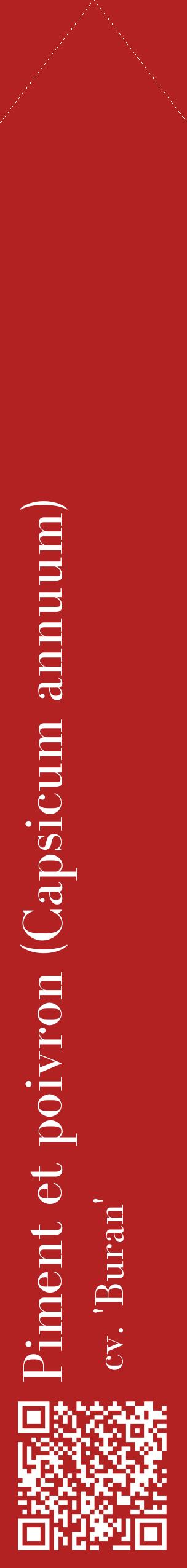 Étiquette de : Capsicum annuum cv. 'Buran' - format c - style blanche28_simplebod avec qrcode et comestibilité