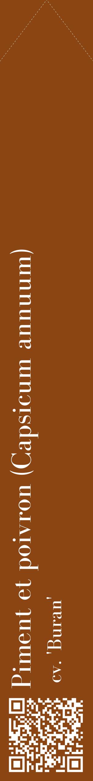Étiquette de : Capsicum annuum cv. 'Buran' - format c - style blanche30_simplebod avec qrcode et comestibilité