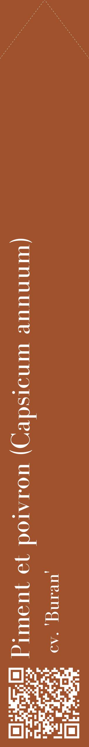 Étiquette de : Capsicum annuum cv. 'Buran' - format c - style blanche32_simplebod avec qrcode et comestibilité