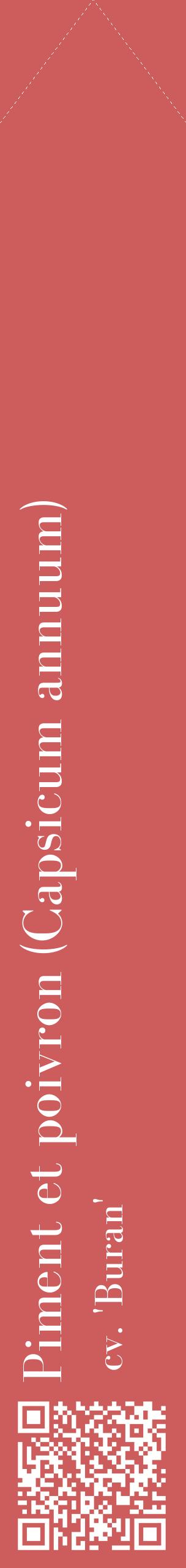 Étiquette de : Capsicum annuum cv. 'Buran' - format c - style blanche35_simplebod avec qrcode et comestibilité