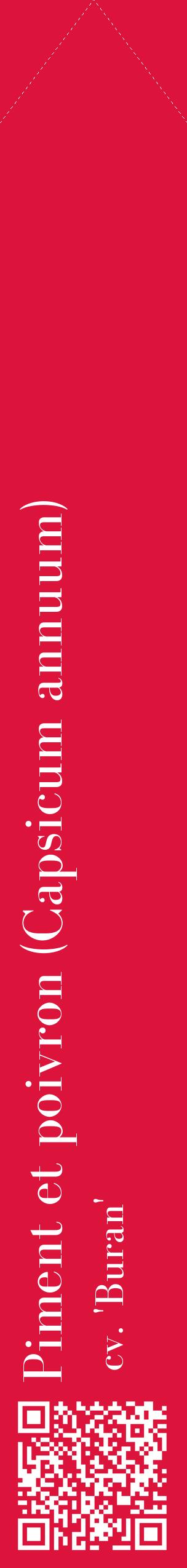 Étiquette de : Capsicum annuum cv. 'Buran' - format c - style blanche36_simplebod avec qrcode et comestibilité