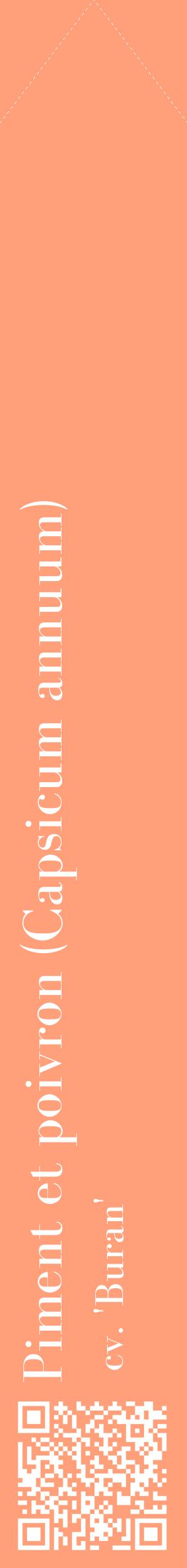 Étiquette de : Capsicum annuum cv. 'Buran' - format c - style blanche39_simplebod avec qrcode et comestibilité