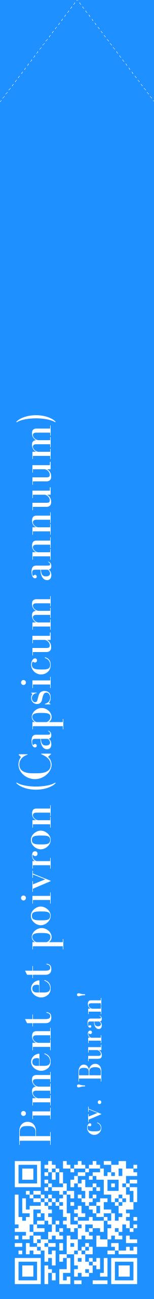 Étiquette de : Capsicum annuum cv. 'Buran' - format c - style blanche3_simplebod avec qrcode et comestibilité