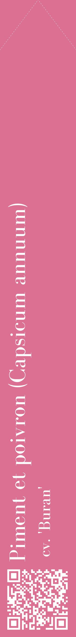 Étiquette de : Capsicum annuum cv. 'Buran' - format c - style blanche44_simplebod avec qrcode et comestibilité
