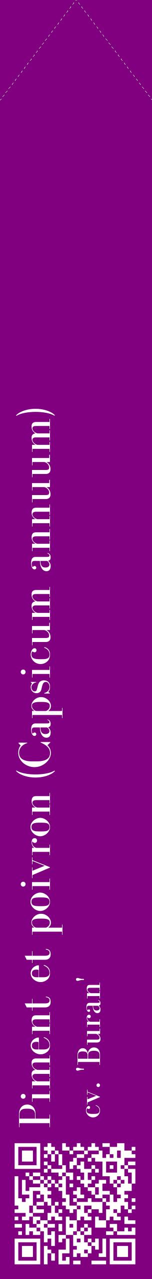 Étiquette de : Capsicum annuum cv. 'Buran' - format c - style blanche46_simplebod avec qrcode et comestibilité