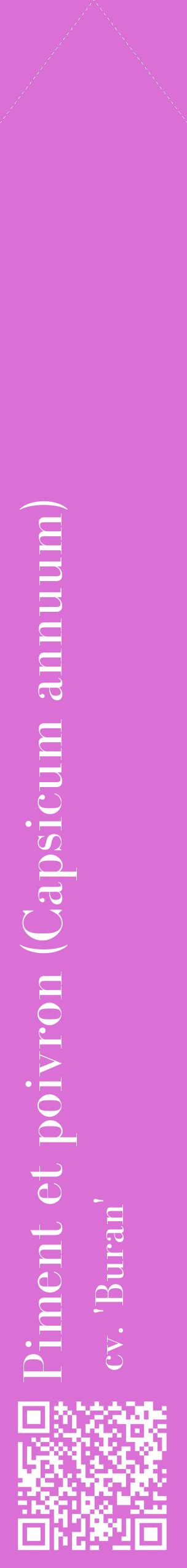 Étiquette de : Capsicum annuum cv. 'Buran' - format c - style blanche52_simplebod avec qrcode et comestibilité