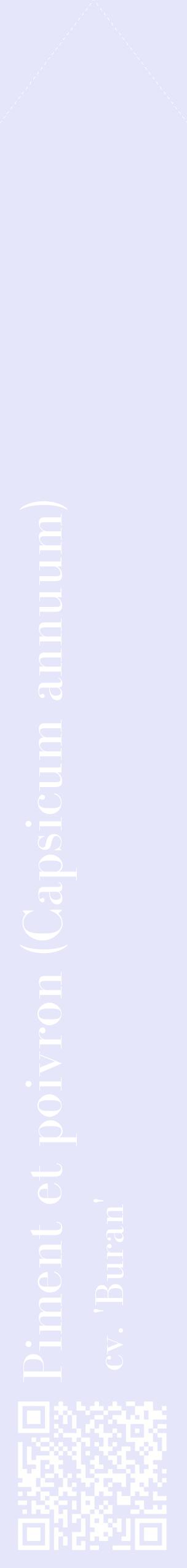 Étiquette de : Capsicum annuum cv. 'Buran' - format c - style blanche55_simplebod avec qrcode et comestibilité