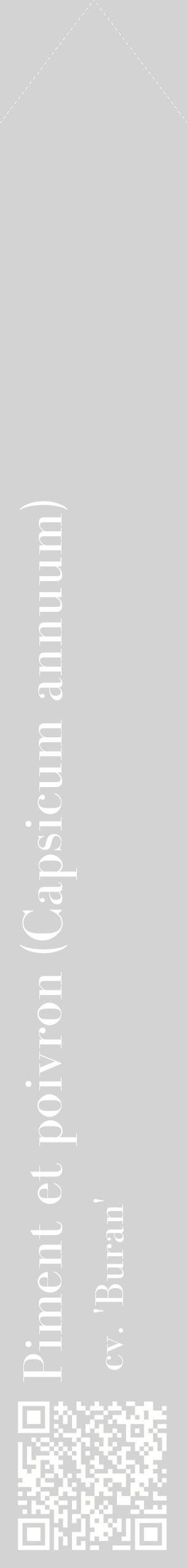 Étiquette de : Capsicum annuum cv. 'Buran' - format c - style blanche56_simplebod avec qrcode et comestibilité