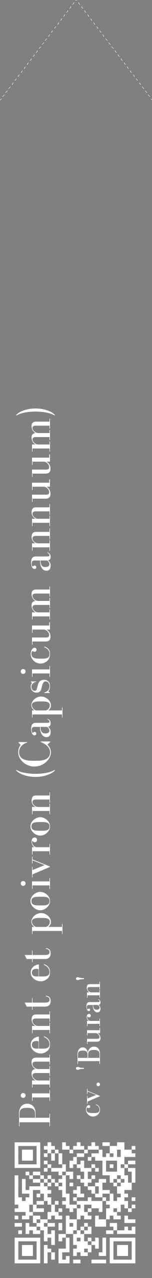 Étiquette de : Capsicum annuum cv. 'Buran' - format c - style blanche57_simplebod avec qrcode et comestibilité