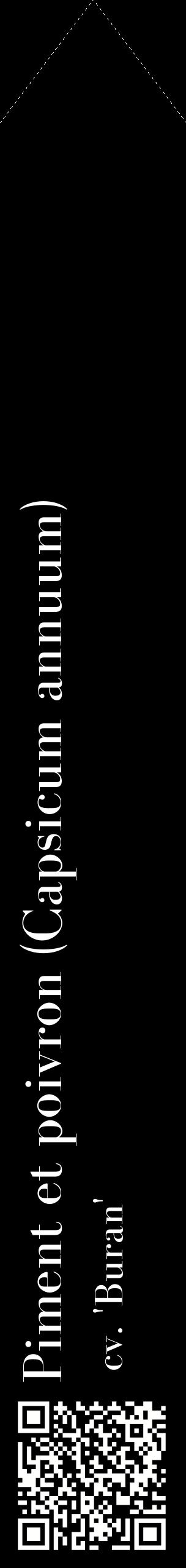 Étiquette de : Capsicum annuum cv. 'Buran' - format c - style blanche59_simplebod avec qrcode et comestibilité