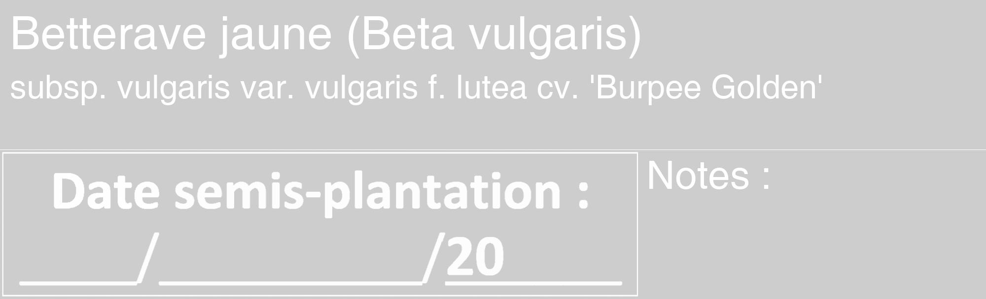 Étiquette de : Beta vulgaris subsp. vulgaris var. vulgaris f. lutea cv. 'Burpee Golden' - format c - style blanche41_basique_basiquehel avec comestibilité