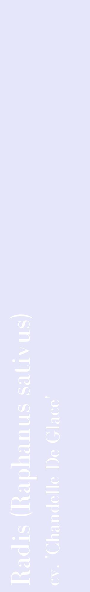 Étiquette de : Raphanus sativus cv. 'Chandelle De Glace' - format c - style blanche55_basiquebod avec comestibilité