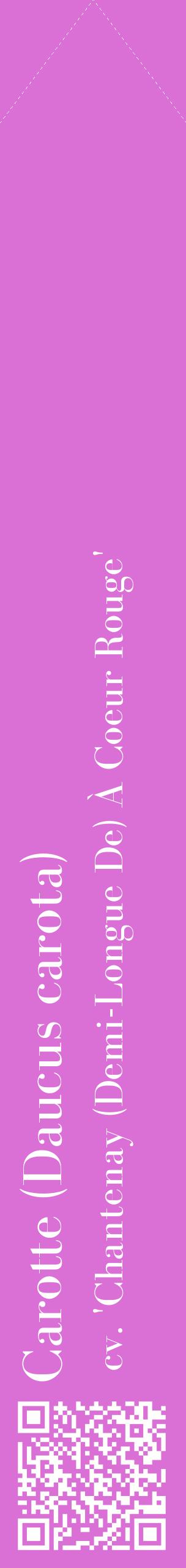 Étiquette de : Daucus carota cv. 'Chantenay (Demi-Longue De) À Coeur Rouge' - format c - style blanche52_simplebod avec qrcode et comestibilité