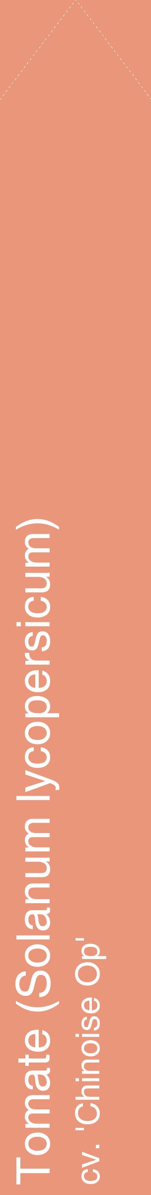 Étiquette de : Solanum lycopersicum cv. 'Chinoise Op' - format c - style blanche37_simplehel avec comestibilité