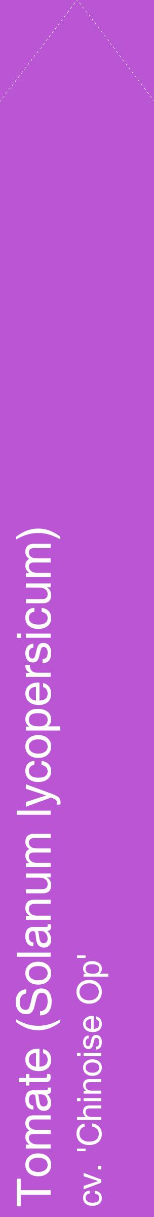 Étiquette de : Solanum lycopersicum cv. 'Chinoise Op' - format c - style blanche50_simplehel avec comestibilité