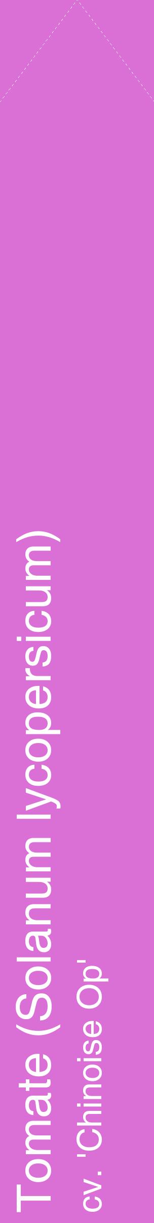 Étiquette de : Solanum lycopersicum cv. 'Chinoise Op' - format c - style blanche52_simplehel avec comestibilité