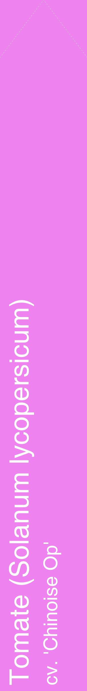 Étiquette de : Solanum lycopersicum cv. 'Chinoise Op' - format c - style blanche53_simplehel avec comestibilité