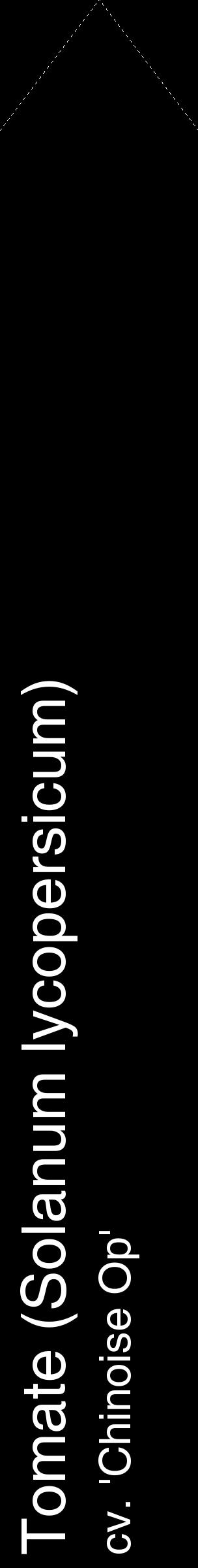 Étiquette de : Solanum lycopersicum cv. 'Chinoise Op' - format c - style blanche59_simplehel avec comestibilité