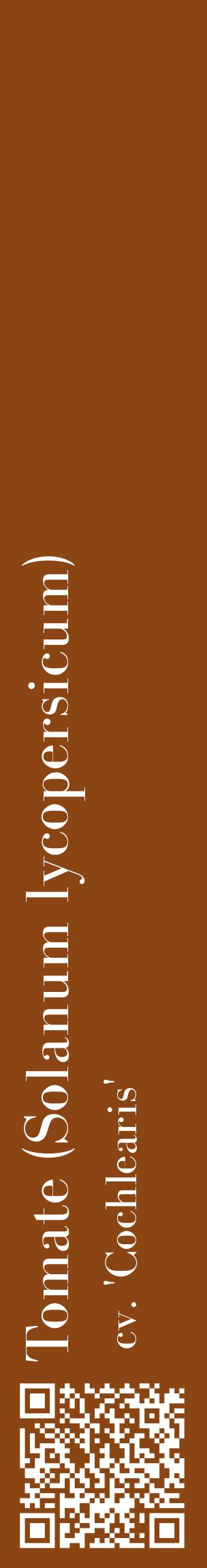 Étiquette de : Solanum lycopersicum cv. 'Cochlearis' - format c - style blanche30_basiquebod avec qrcode et comestibilité