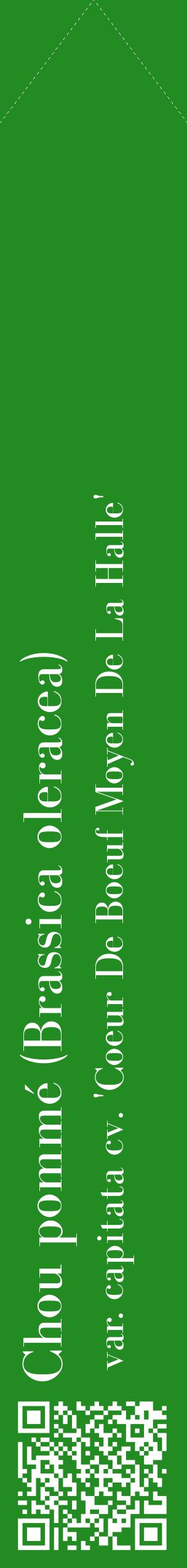 Étiquette de : Brassica oleracea var. capitata cv. 'Coeur De Boeuf Moyen De La Halle' - format c - style blanche10_simplebod avec qrcode et comestibilité