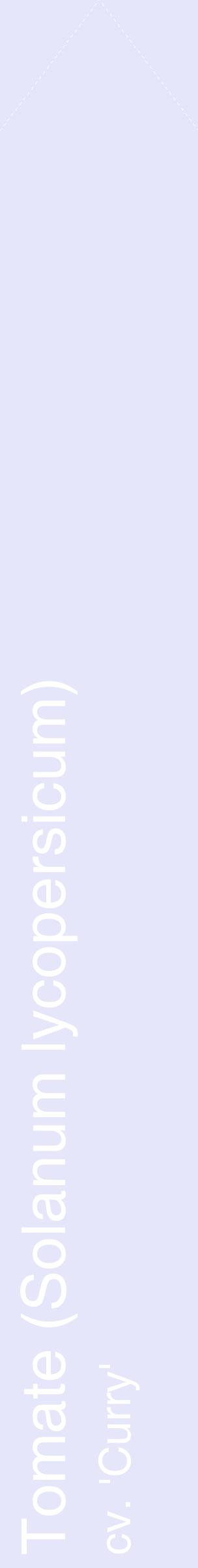 Étiquette de : Solanum lycopersicum cv. 'Curry' - format c - style blanche55_simplehel avec comestibilité