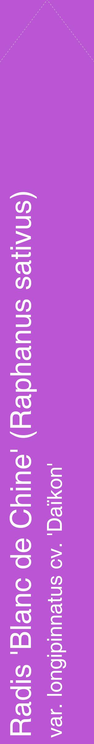 Étiquette de : Raphanus sativus var. longipinnatus cv. 'Daïkon' - format c - style blanche50_simplehel avec comestibilité
