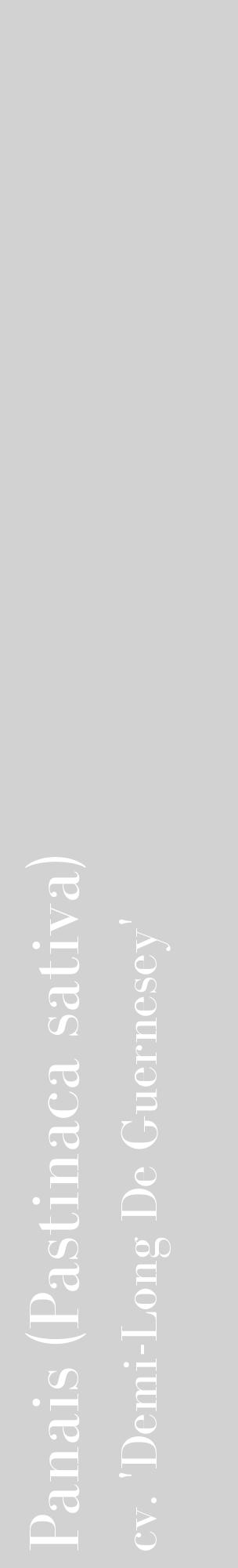 Étiquette de : Pastinaca sativa cv. 'Demi-Long De Guernesey' - format c - style blanche14_basique_basiquebod avec comestibilité - position verticale
