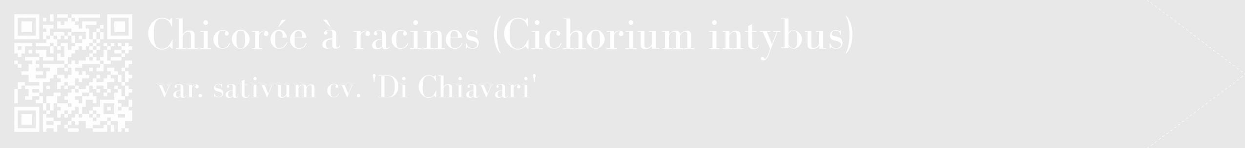 Étiquette de : Cichorium intybus var. sativum cv. 'Di Chiavari' - format c - style blanche55_simple_simplebod avec qrcode et comestibilité