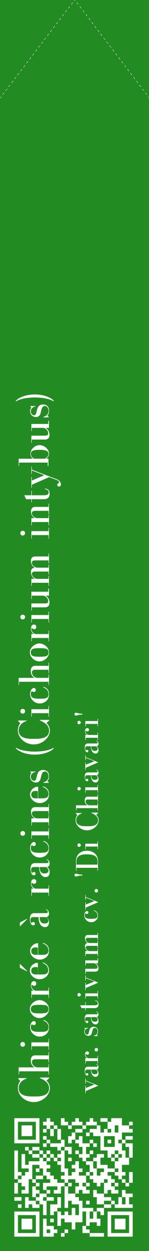 Étiquette de : Cichorium intybus var. sativum cv. 'Di Chiavari' - format c - style blanche10_simplebod avec qrcode et comestibilité