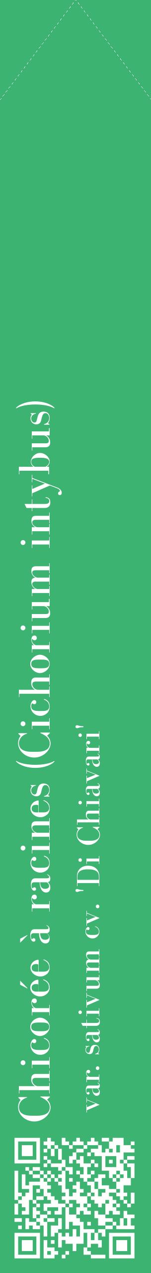 Étiquette de : Cichorium intybus var. sativum cv. 'Di Chiavari' - format c - style blanche12_simplebod avec qrcode et comestibilité