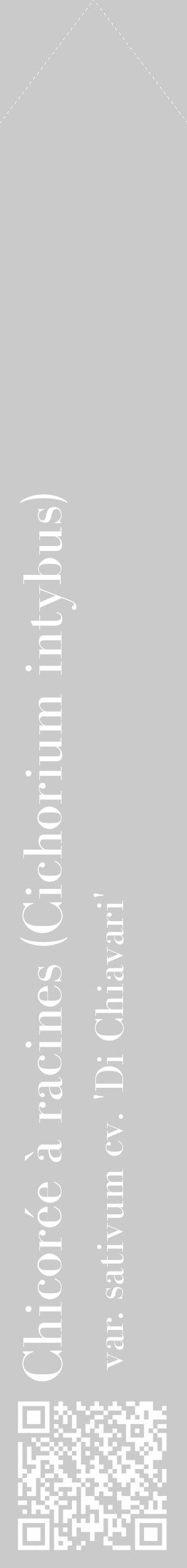 Étiquette de : Cichorium intybus var. sativum cv. 'Di Chiavari' - format c - style blanche21_simple_simplebod avec qrcode et comestibilité - position verticale
