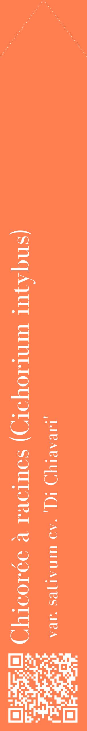 Étiquette de : Cichorium intybus var. sativum cv. 'Di Chiavari' - format c - style blanche24_simplebod avec qrcode et comestibilité