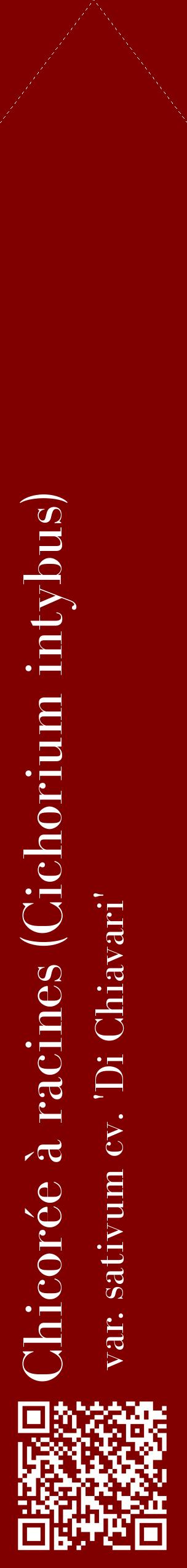 Étiquette de : Cichorium intybus var. sativum cv. 'Di Chiavari' - format c - style blanche29_simplebod avec qrcode et comestibilité
