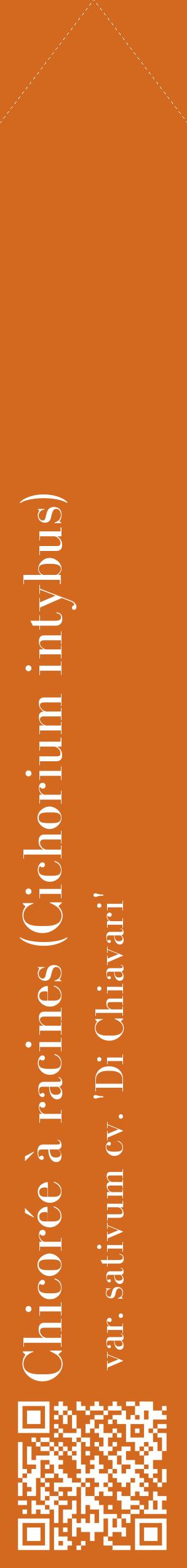 Étiquette de : Cichorium intybus var. sativum cv. 'Di Chiavari' - format c - style blanche31_simplebod avec qrcode et comestibilité
