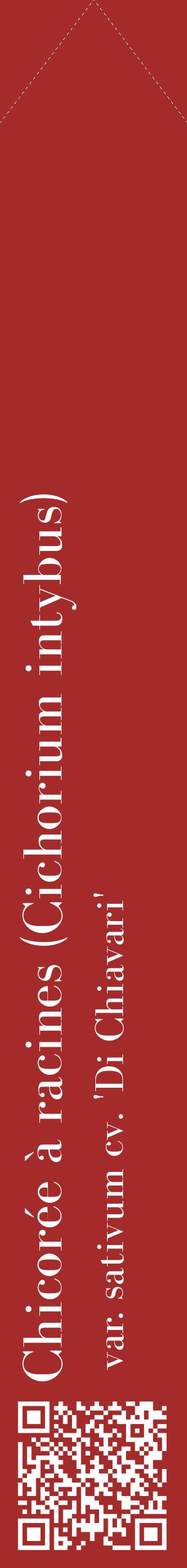 Étiquette de : Cichorium intybus var. sativum cv. 'Di Chiavari' - format c - style blanche33_simplebod avec qrcode et comestibilité