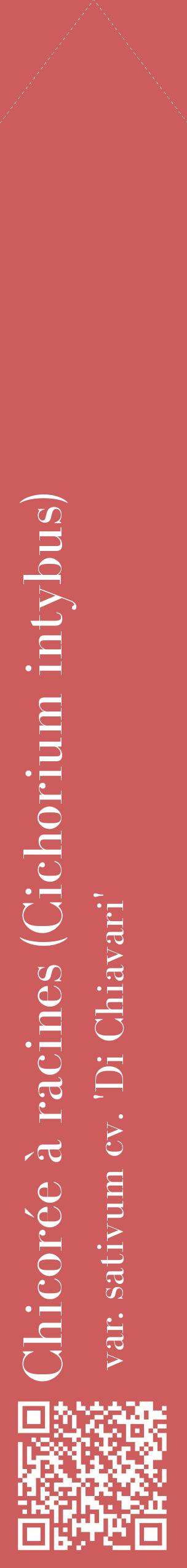 Étiquette de : Cichorium intybus var. sativum cv. 'Di Chiavari' - format c - style blanche35_simplebod avec qrcode et comestibilité