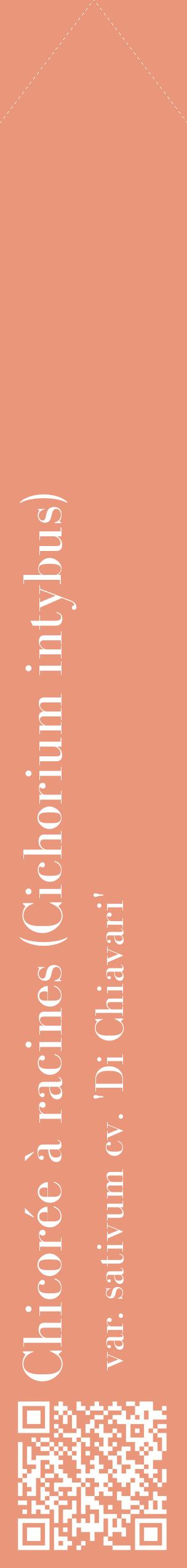 Étiquette de : Cichorium intybus var. sativum cv. 'Di Chiavari' - format c - style blanche37_simplebod avec qrcode et comestibilité