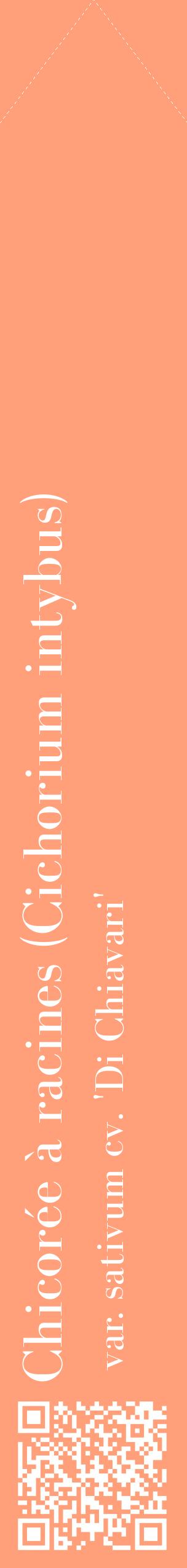 Étiquette de : Cichorium intybus var. sativum cv. 'Di Chiavari' - format c - style blanche39_simplebod avec qrcode et comestibilité