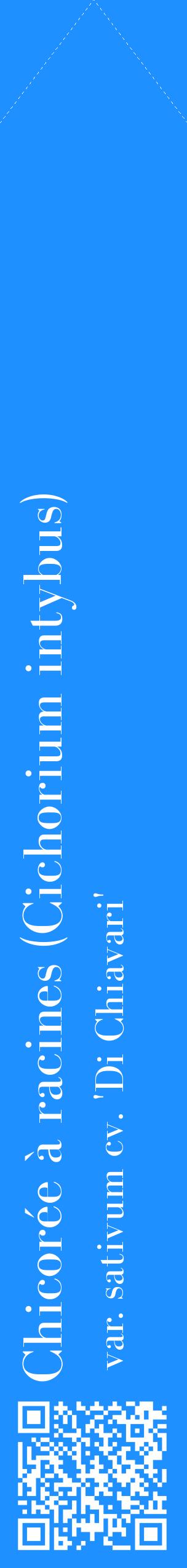Étiquette de : Cichorium intybus var. sativum cv. 'Di Chiavari' - format c - style blanche3_simplebod avec qrcode et comestibilité