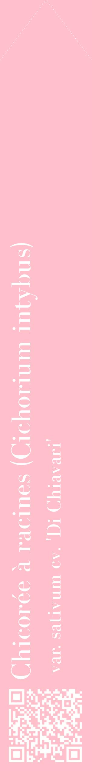 Étiquette de : Cichorium intybus var. sativum cv. 'Di Chiavari' - format c - style blanche40_simplebod avec qrcode et comestibilité