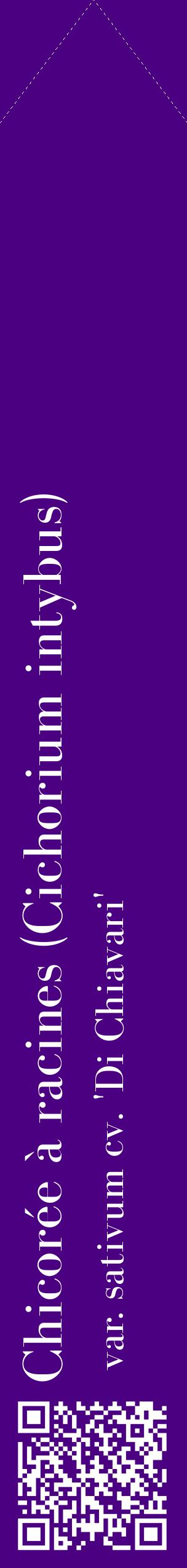 Étiquette de : Cichorium intybus var. sativum cv. 'Di Chiavari' - format c - style blanche47_simplebod avec qrcode et comestibilité