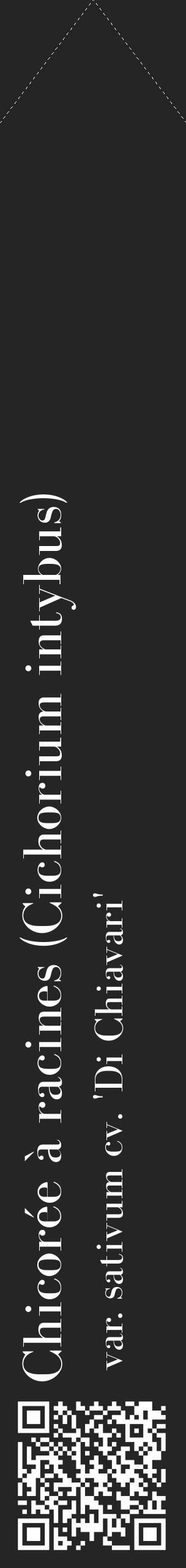 Étiquette de : Cichorium intybus var. sativum cv. 'Di Chiavari' - format c - style blanche47_simple_simplebod avec qrcode et comestibilité - position verticale