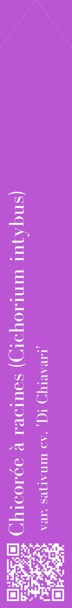 Étiquette de : Cichorium intybus var. sativum cv. 'Di Chiavari' - format c - style blanche50_simplebod avec qrcode et comestibilité