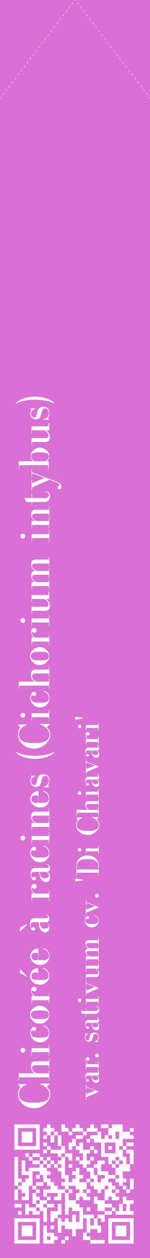 Étiquette de : Cichorium intybus var. sativum cv. 'Di Chiavari' - format c - style blanche52_simplebod avec qrcode et comestibilité
